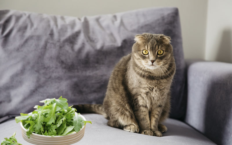 ¿Pueden los gatos comer rúcula