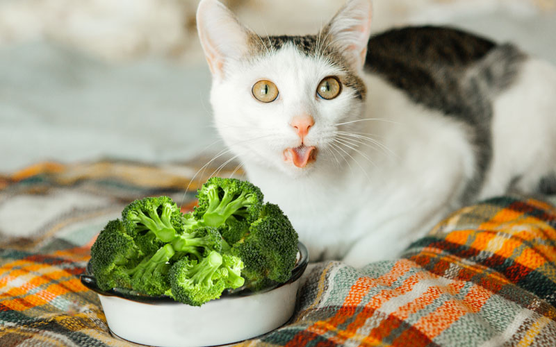 Vegetables shop cats like