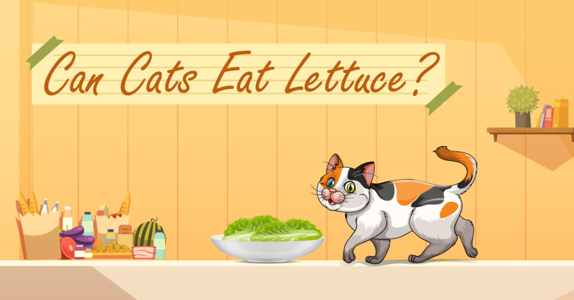 6 Reasons Why Cats Can Eat Lettuce (With 4 Feeding Ways)