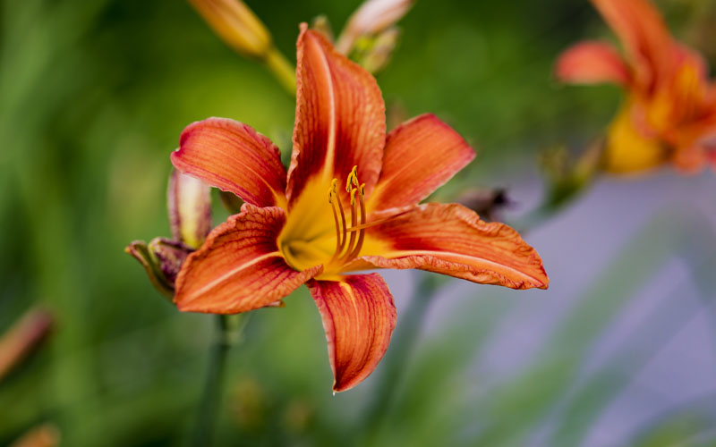 Daylilies