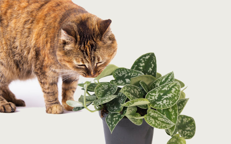 Is Scindapsus pictus toxic to cats and dogs