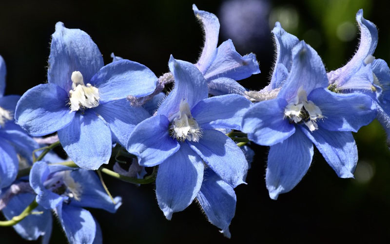 Larkspur