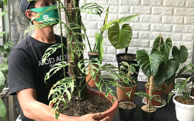 Cómo identificar y cuidar la verdadera Monstera Obliqua | Dancing Rainbow