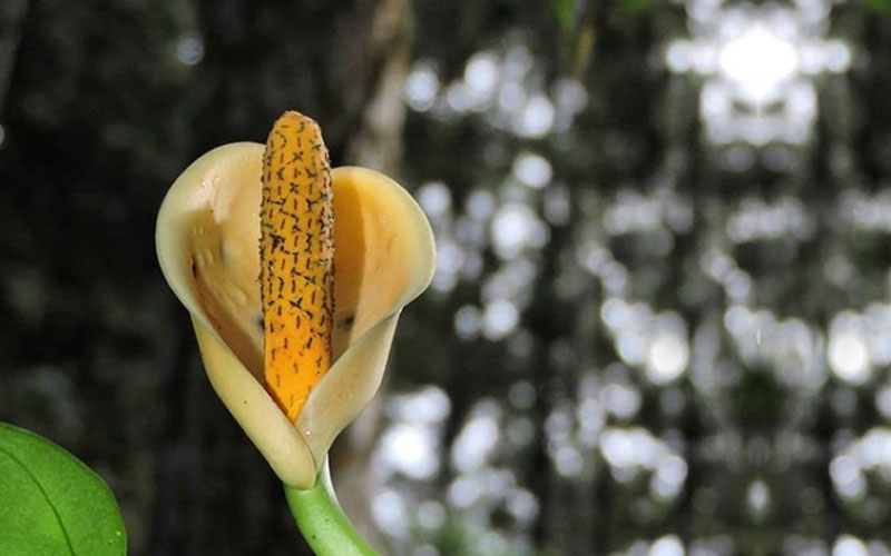 Monstera obliqua flower