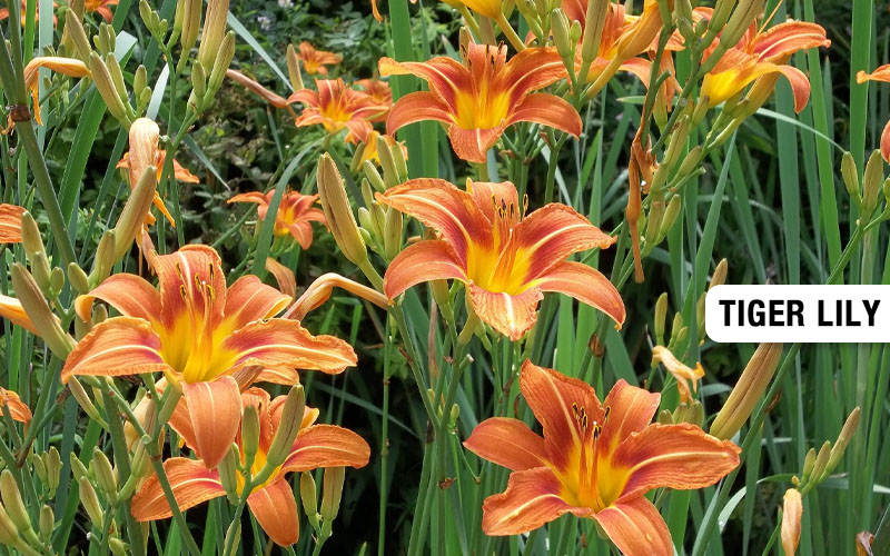 Orange Lilies