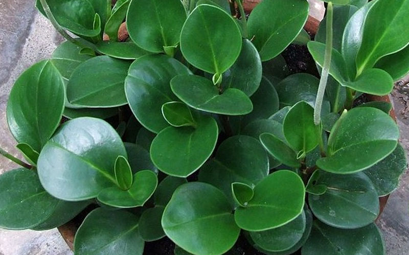 Peperomia obtussfolia