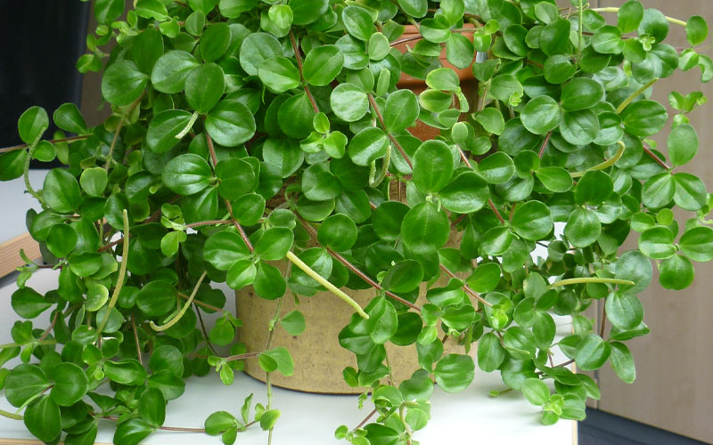 Peperomia rotundifolia