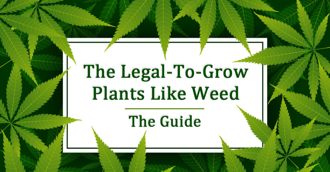 14 Weedlike Plants You Can Legally Grow Without Trouble