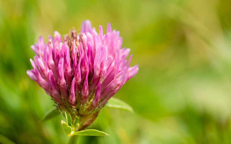 Red Clover (T. pratense)