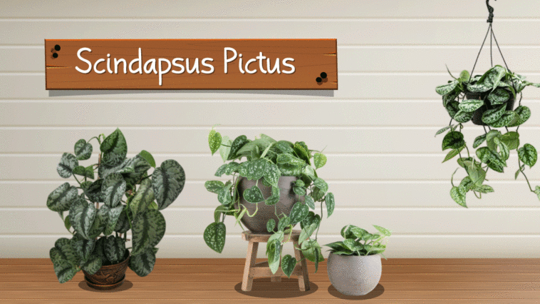 Scindapsus-Pictus