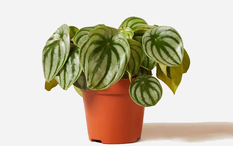 Watermelon peperomia