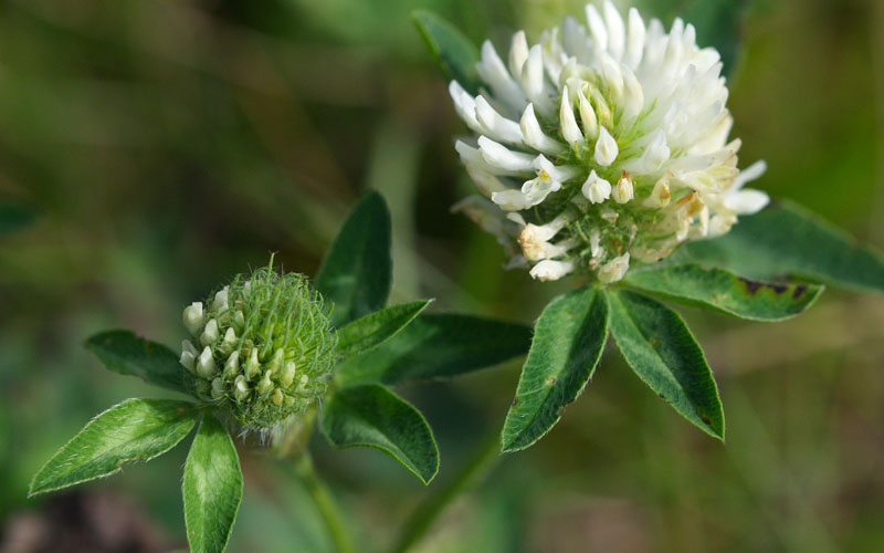 シロツメクサ（T. repens)