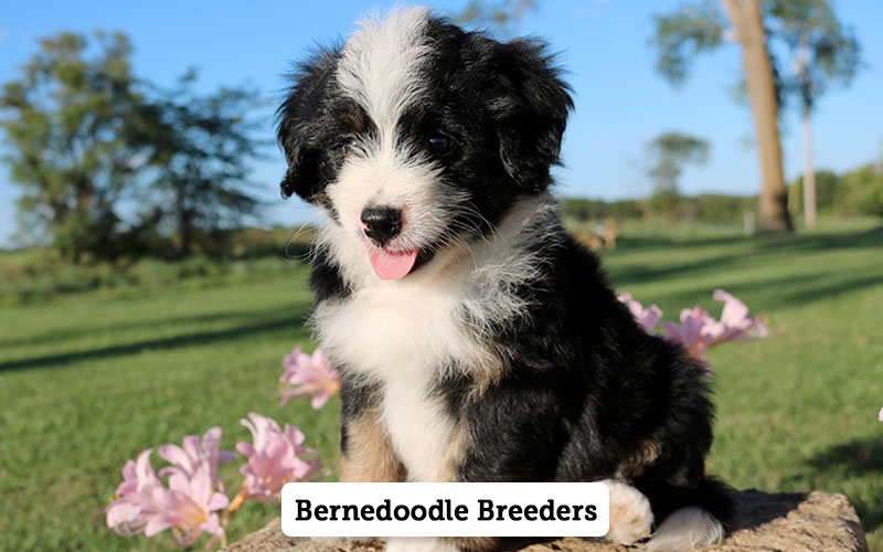 Bernedoodle Breeders