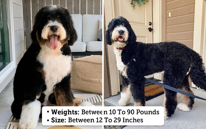 Bernedoodle Size - Weights