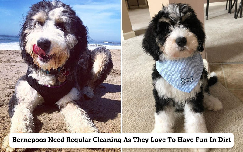 How Often Should You Bathe a Bernedoodle