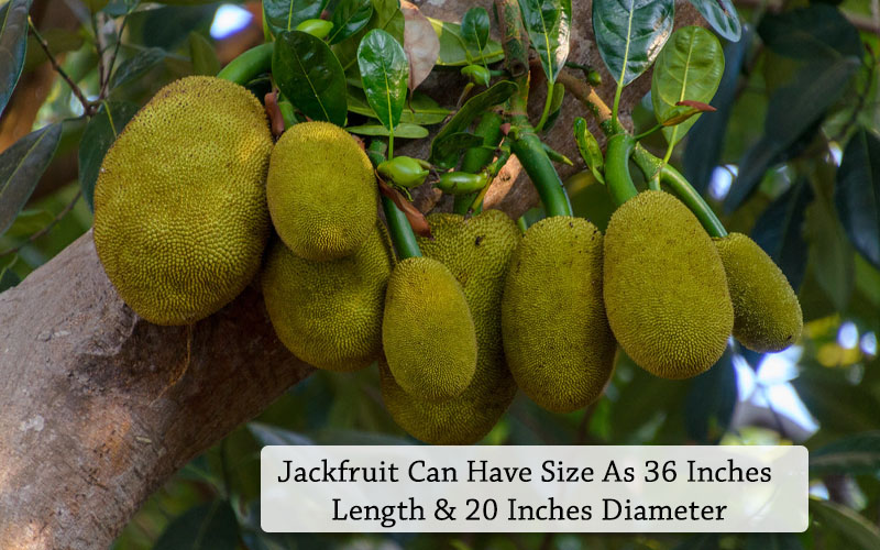 Jackfruit Size