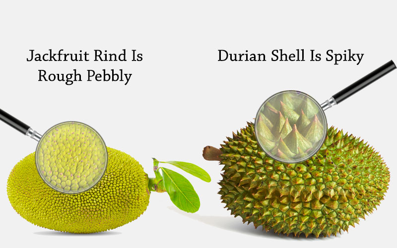 Jackfruit Vs Durian