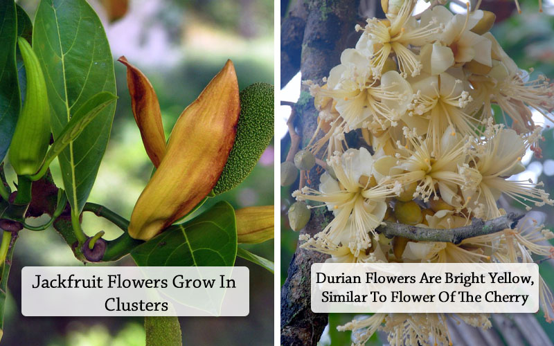 Jackfruit Vs Durian4