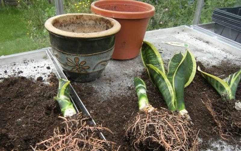 Sansevieria Soil Requirements