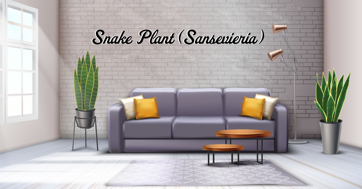 Sansevieria