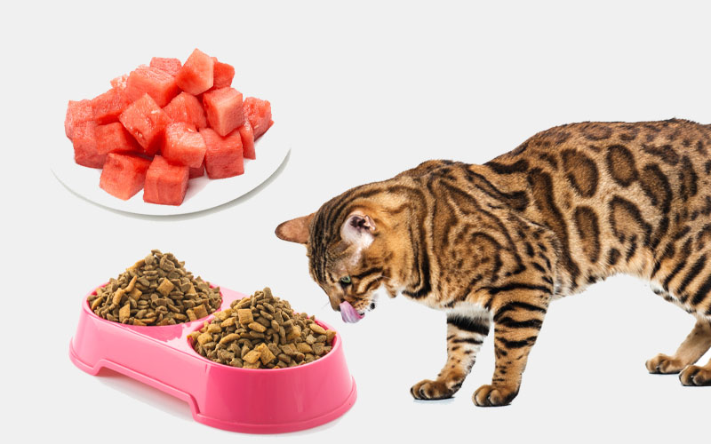 How & Why Can Cats Eat Watermelon (Definitive Guide)