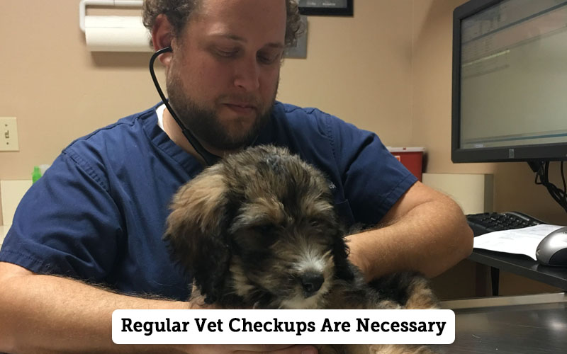 healthy Bernedoodle pictures-Bernedoodle vet checks