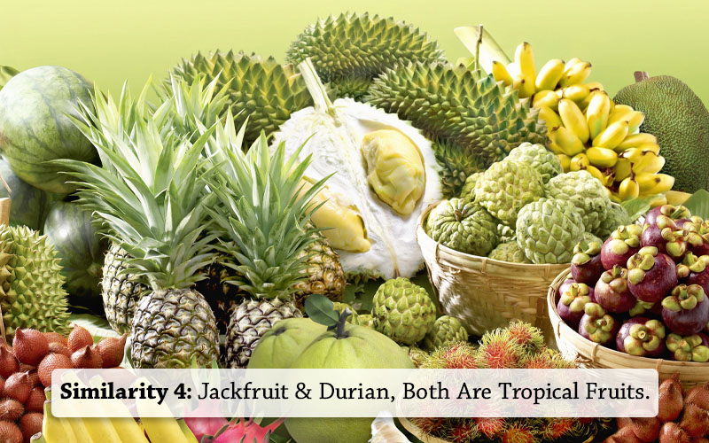 jackfruit and Durian Both Are Tropical Fruits