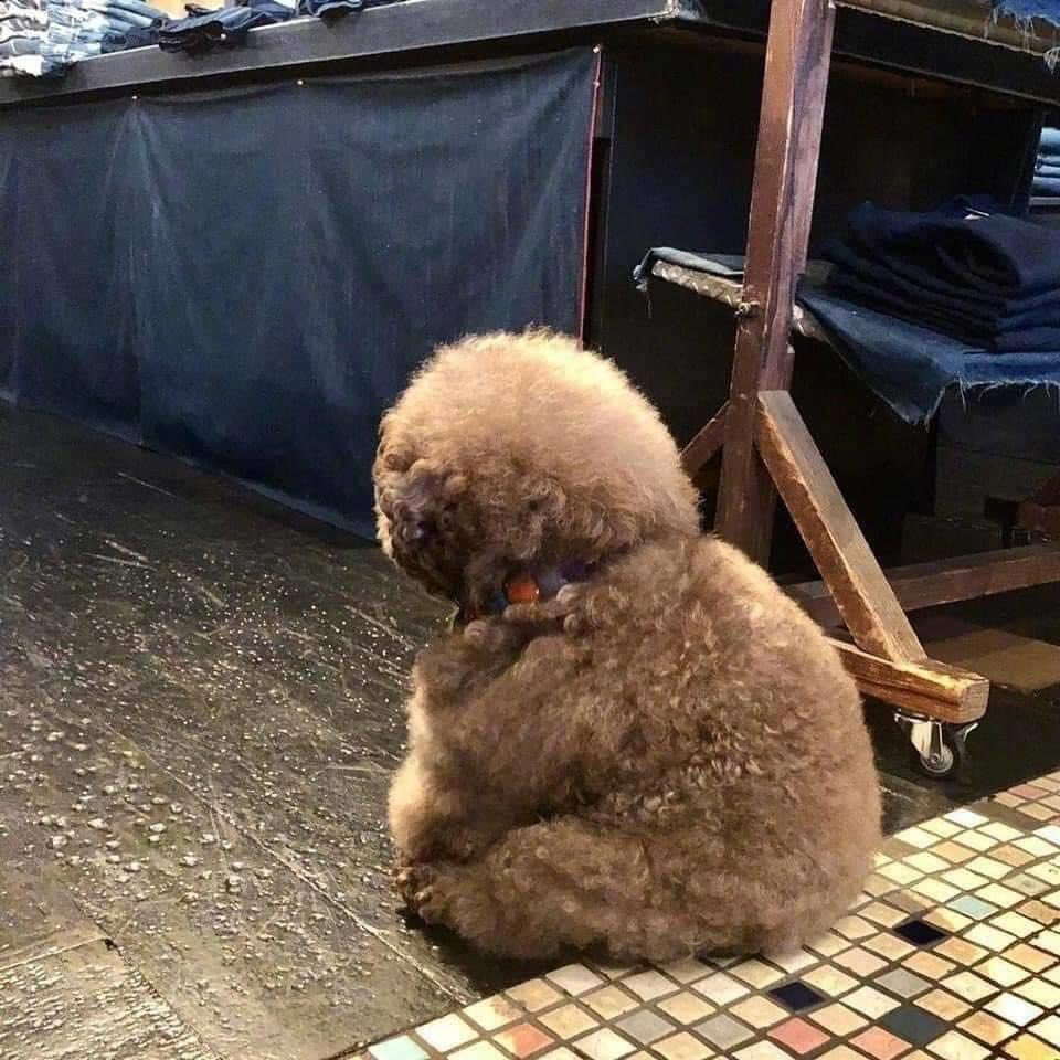 It's SO Fluffy! Poodle With Human-Like Expressions Is Going Viral