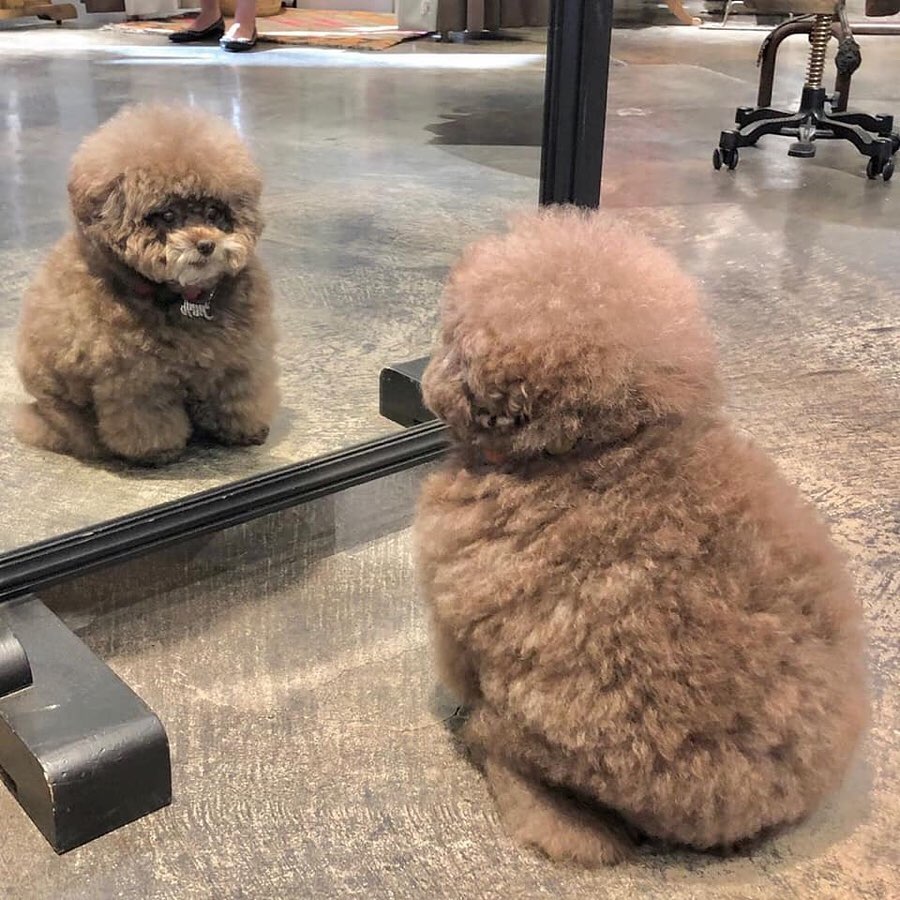 It's SO Fluffy! Poodle With Human-Like Expressions Is Going Viral