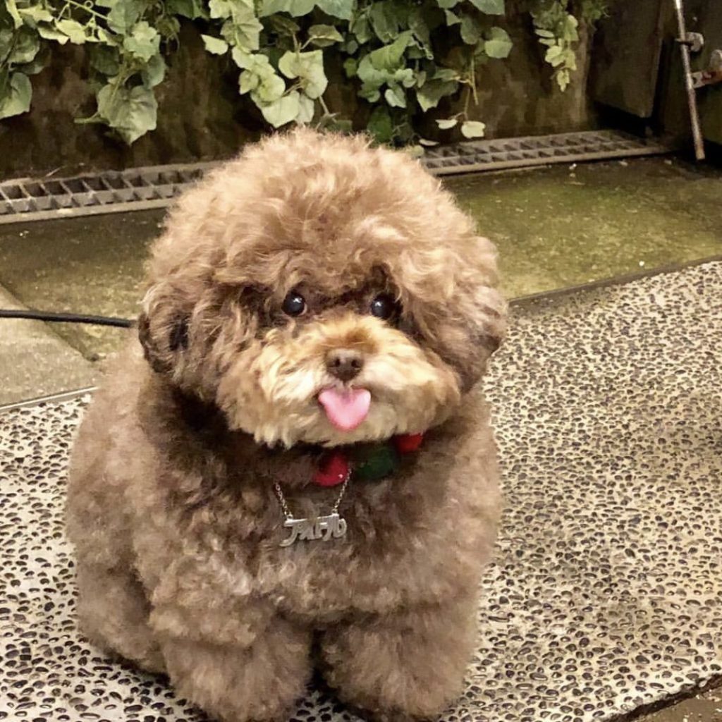 It's SO Fluffy! Poodle With Human-Like Expressions Is Going Viral