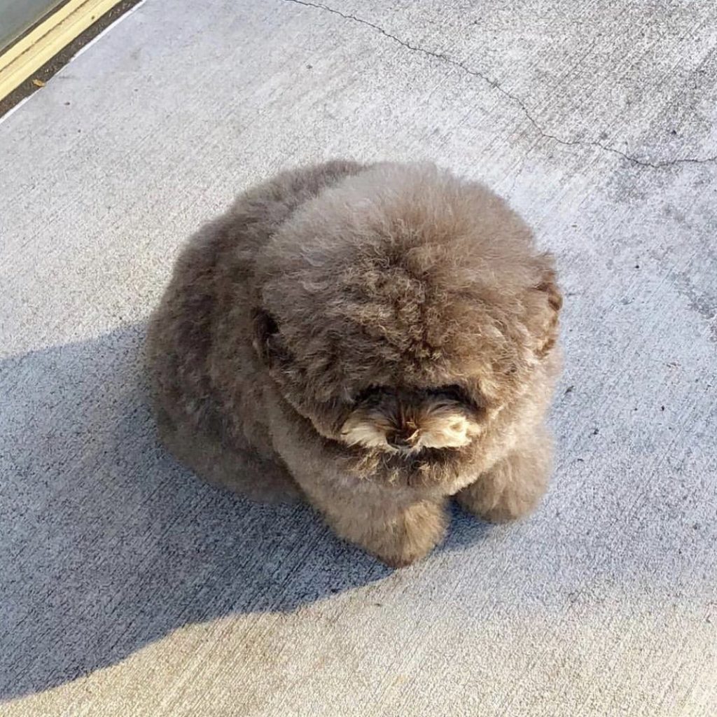 It's SO Fluffy! Poodle With Human-Like Expressions Is Going Viral