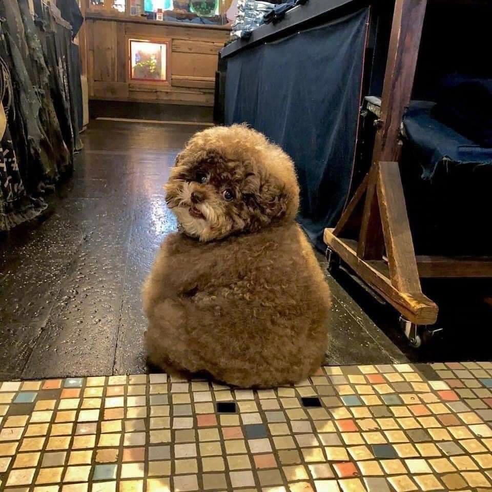 It's SO Fluffy! Poodle With Human-Like Expressions Is Going Viral