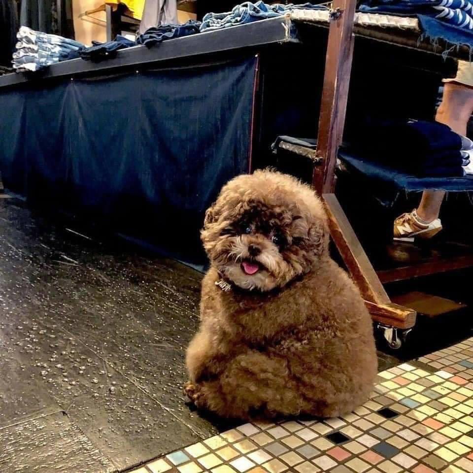 It's SO Fluffy! Poodle With Human-Like Expressions Is Going Viral