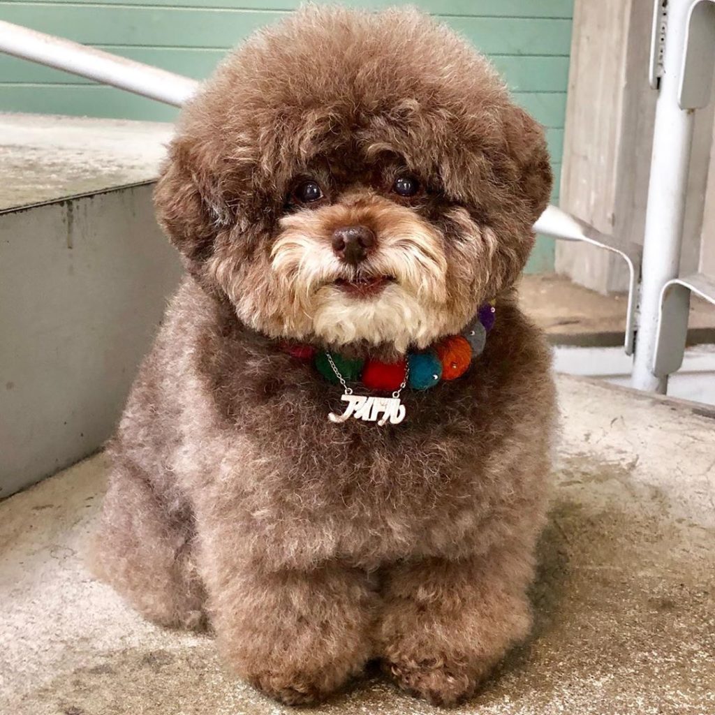 fluffy brown poodle