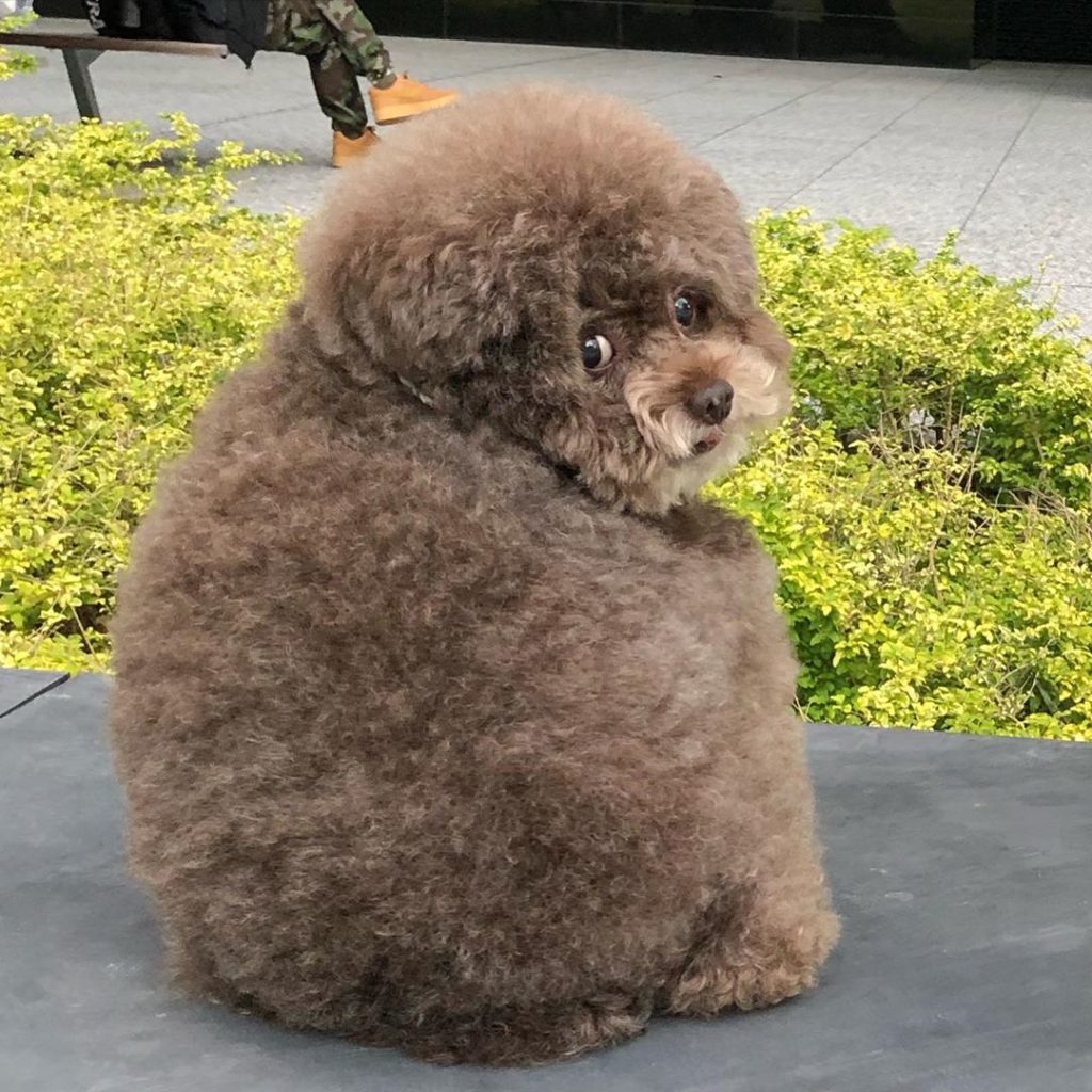 fluffy toy poodle