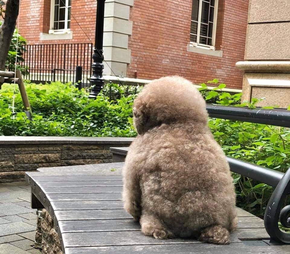 It's SO Fluffy! Poodle With Human-Like Expressions Is Going Viral