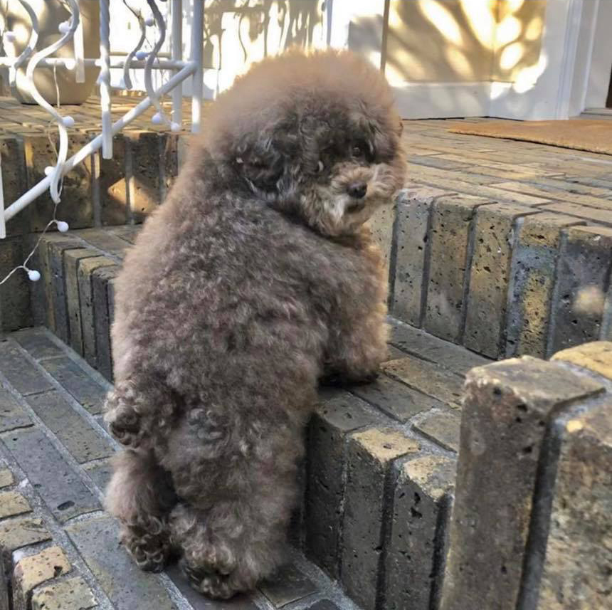 It's SO Fluffy! Poodle With Human-Like Expressions Is Going Viral