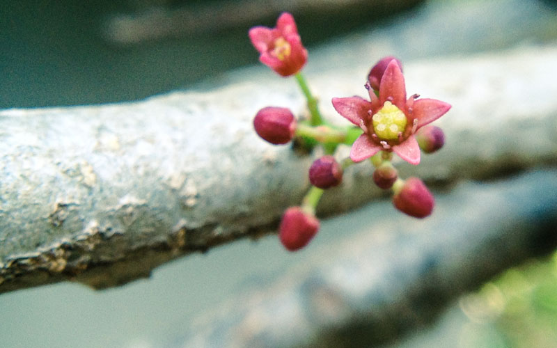 It produces male, female and bisexual flowers.