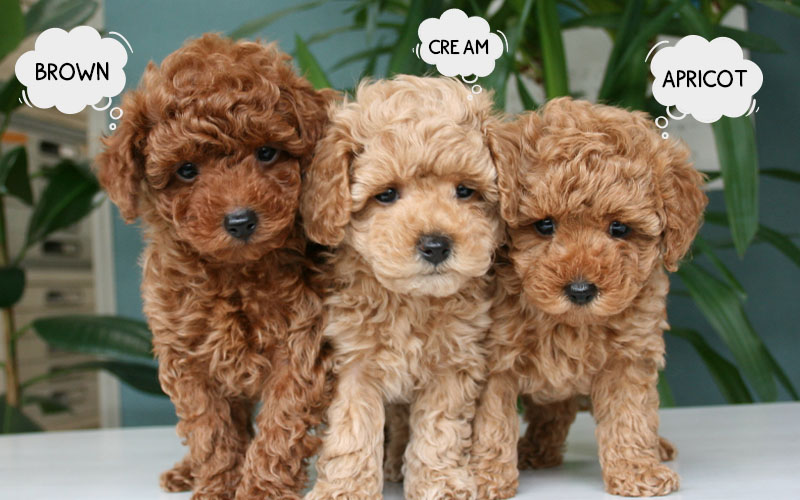 Miniature poochon hot sale