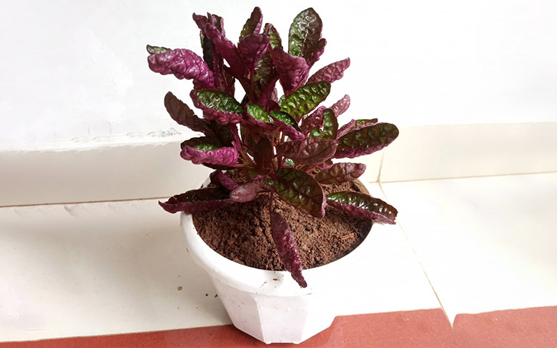 Purple Waffle Plant