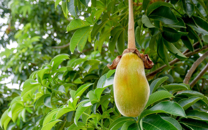 What is Baobab Fruit