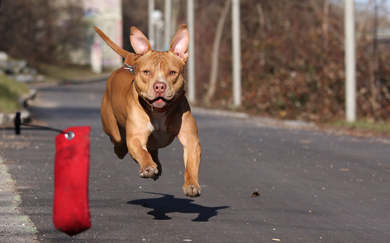 training a red pitbull