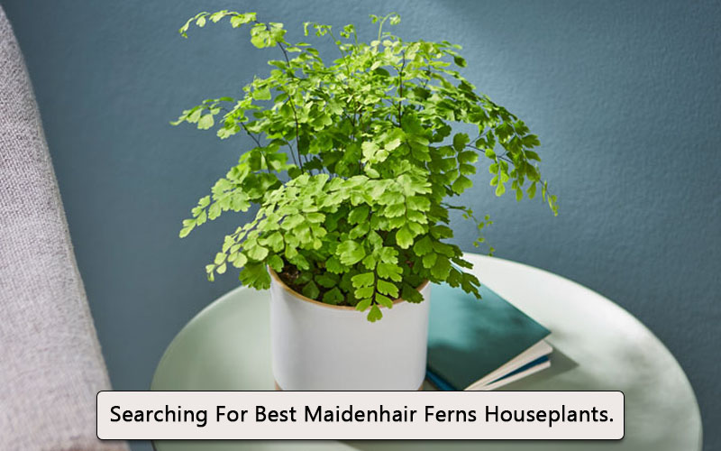 Maidenhair Fern image