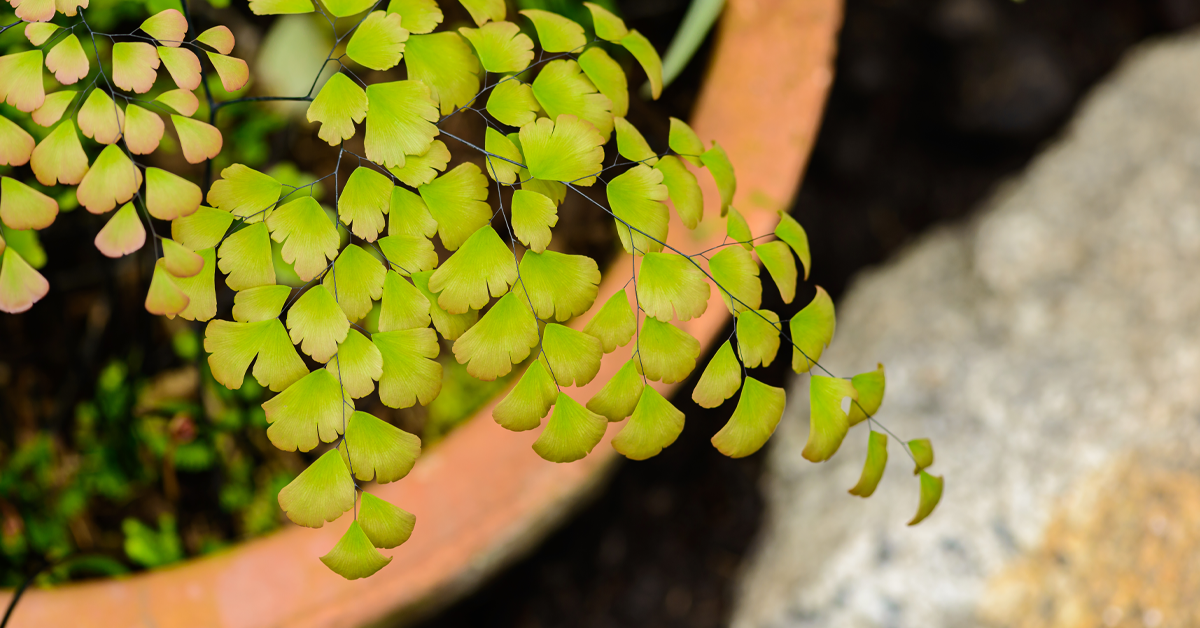Growing A Maidenhair Fern Isn't That Hard Find Out!