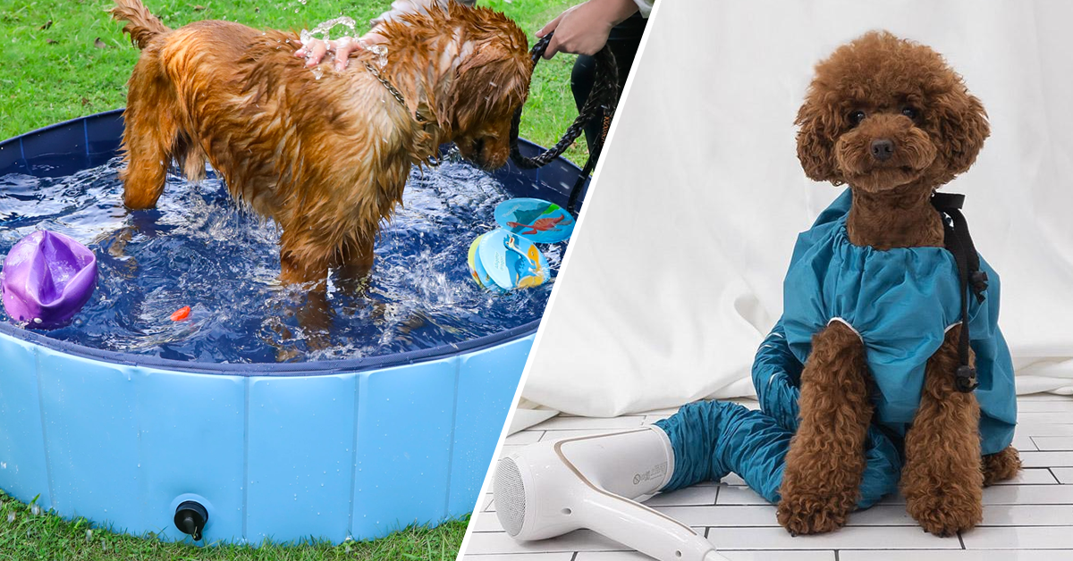 Things You Must Have For A Puppy