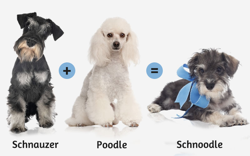 What is a Schnoodle