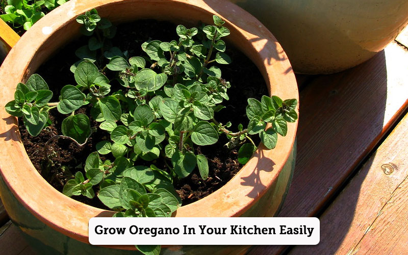 how to grow oregano