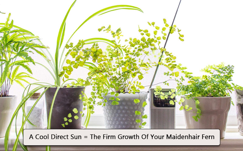 maidenhair fern, where to keep for firm growth