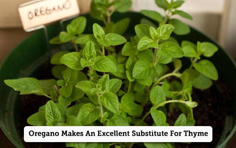 oregano thyme substitutes