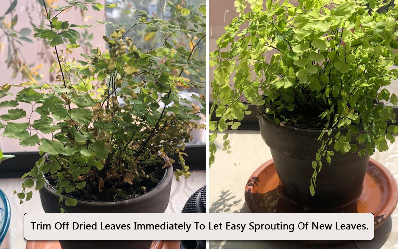 trimming maidenhair fern